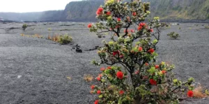 In a desolate lava field, a small tree adorned with red flowers thrives, showcasing resilience in a harsh environment.